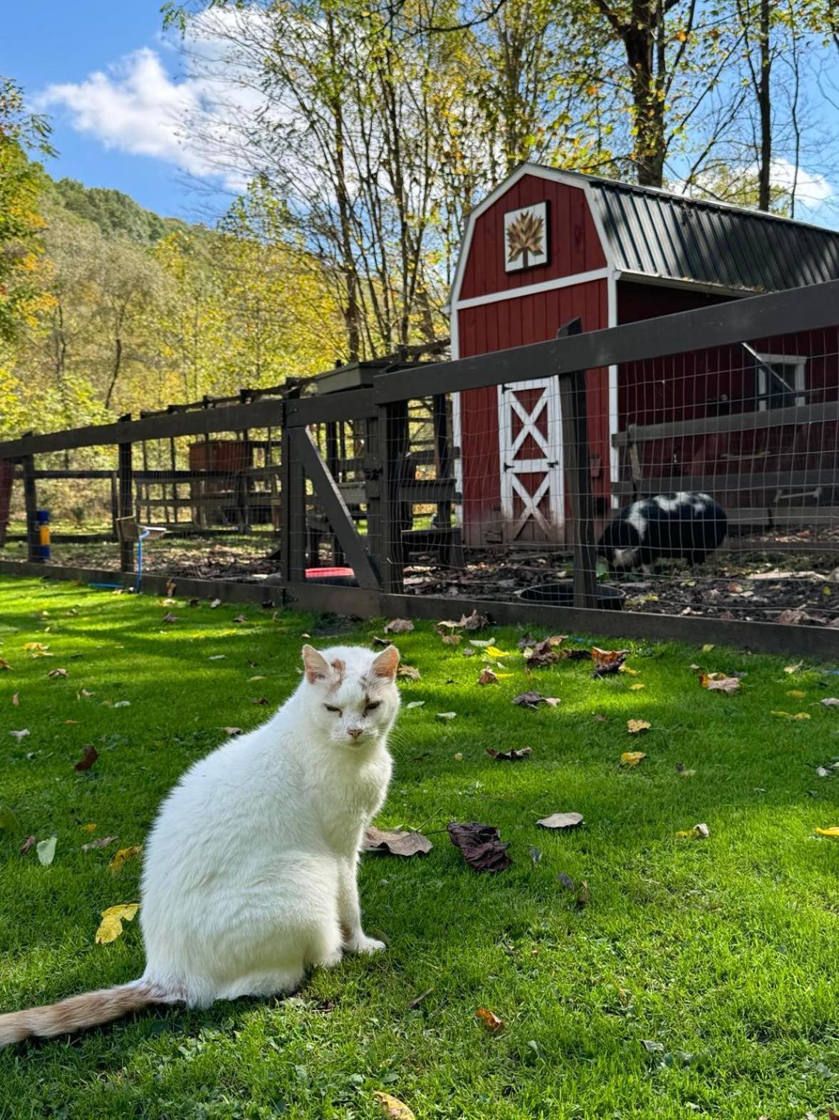 Villa The Renovated Barn At Seneca Rocks Exterior foto